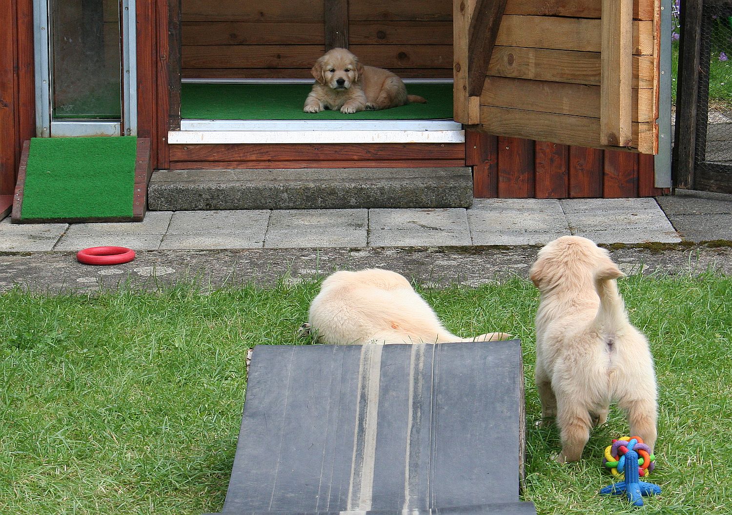 30.05.14 gelb IMG_2530 A k