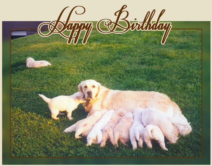 Happy Birthday D-Chen - 09.05.04 - ab 2012 Happy Birthday D-Chen - 09.05.04 - ab 2012