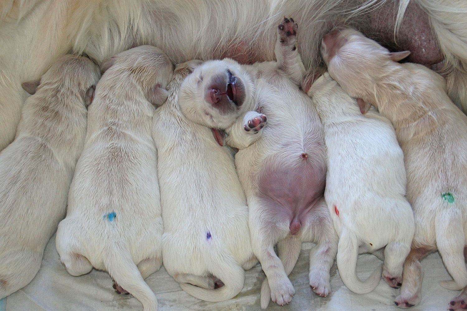 03.07.18 IMG_8360 A k