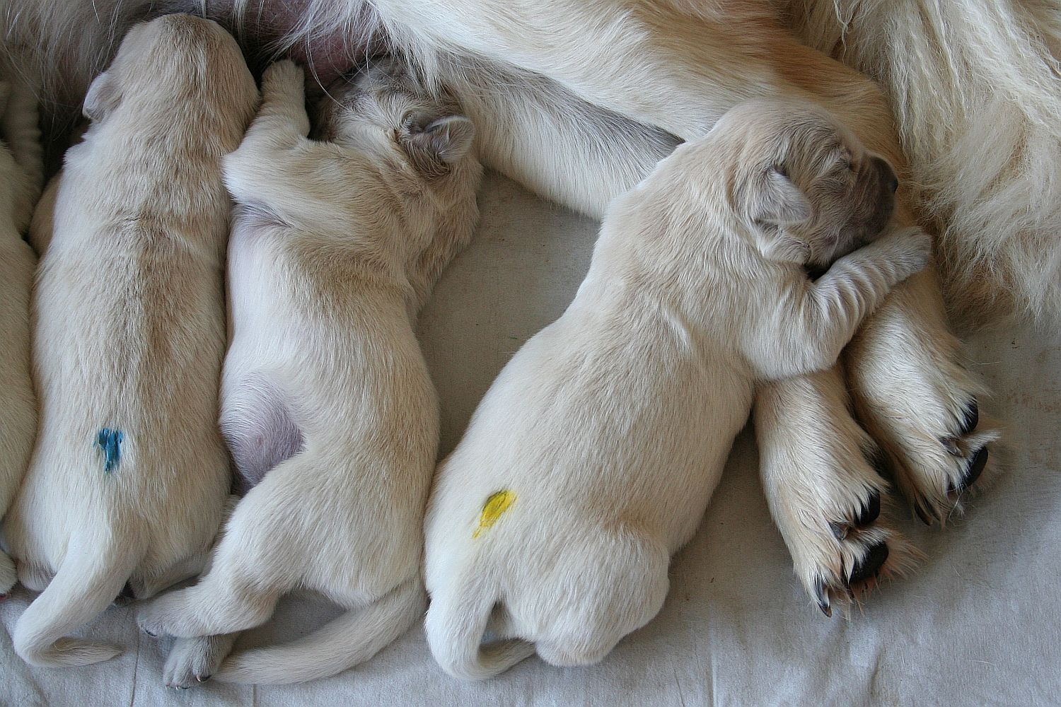 06.07.18 IMG_8420 A k