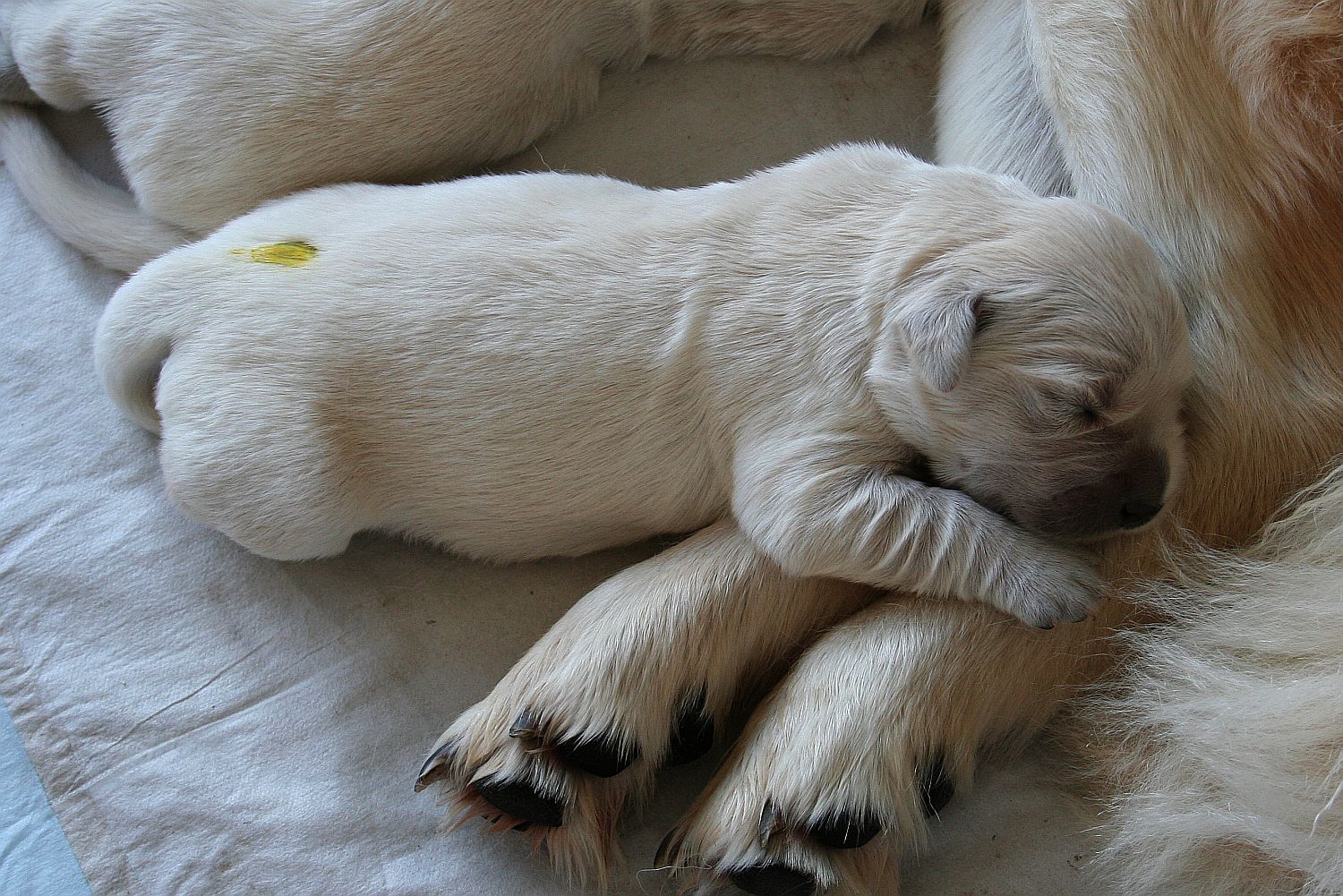 06.07.18 IMG_8421 A k