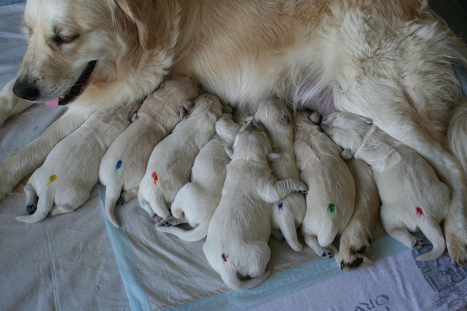 06.07.18 IMG_8463 A k