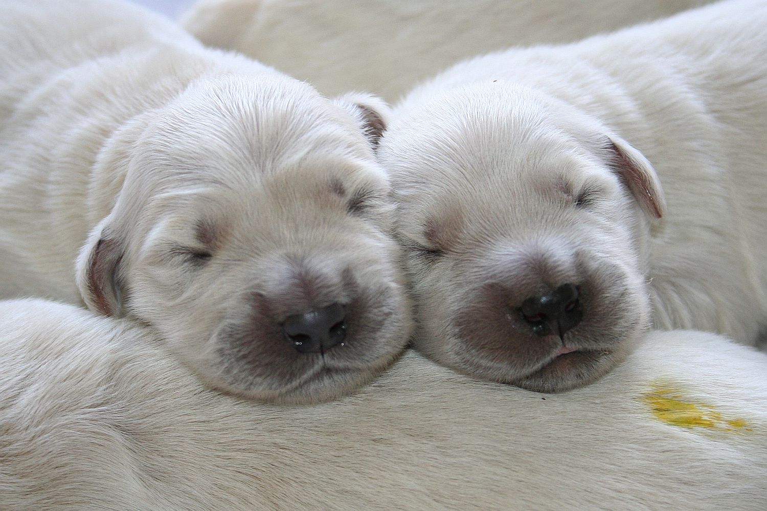 06.07.18 IMG_8496 A k