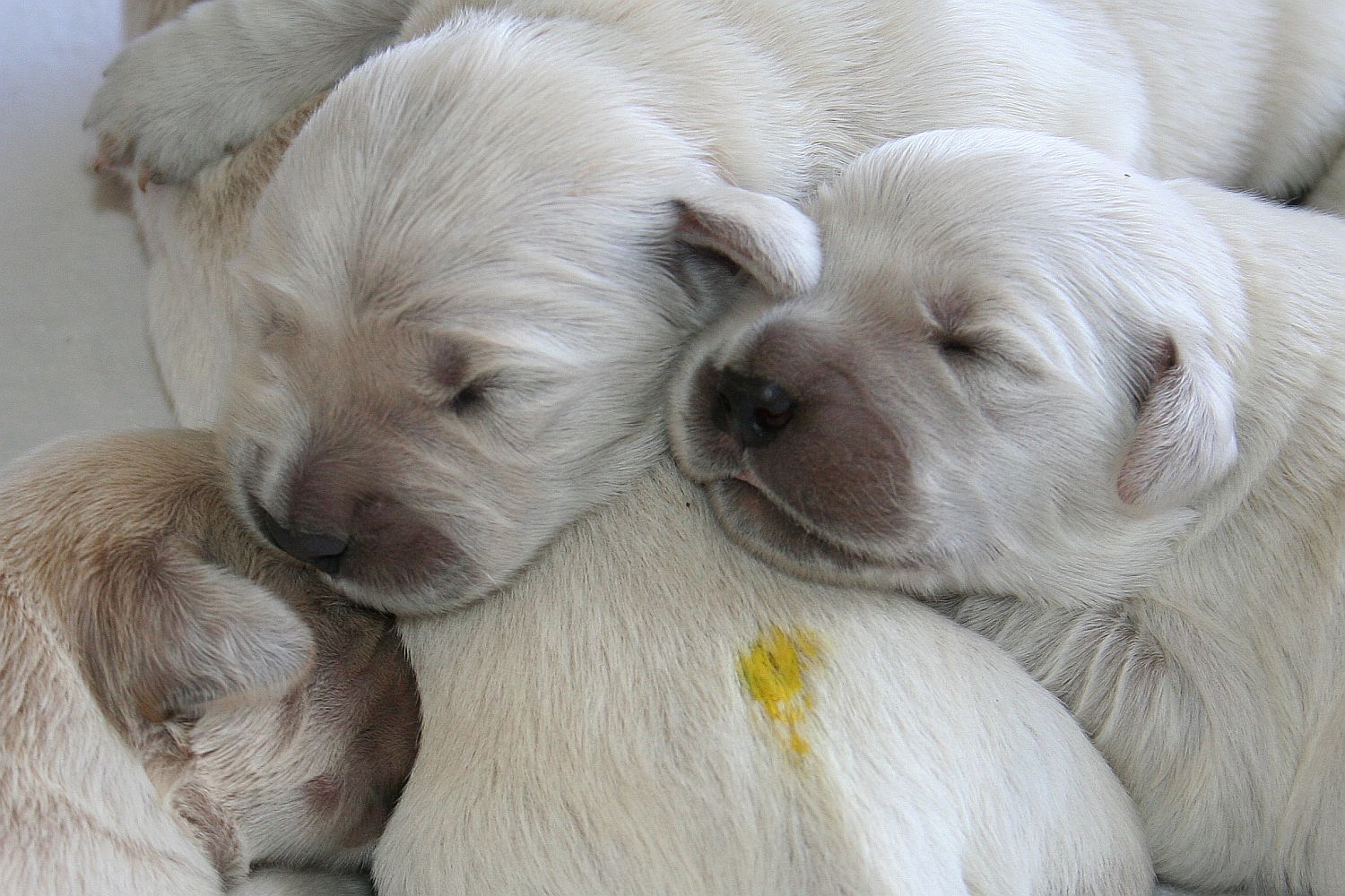 06.07.18 IMG_8498 A k