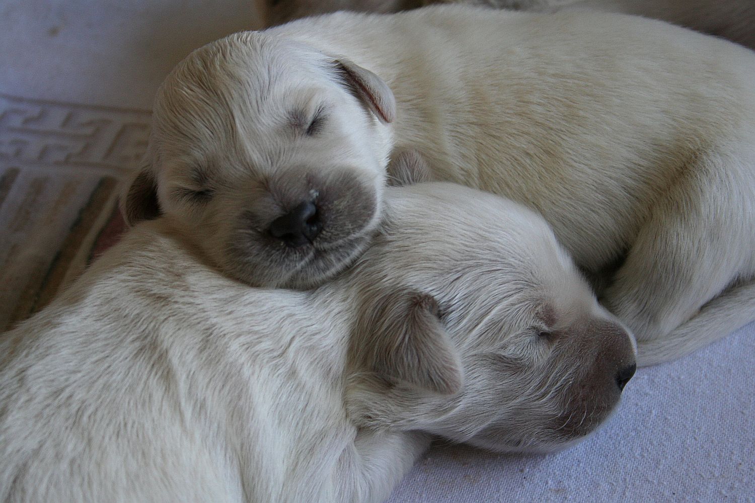 06.07.18 IMG_8508 A k