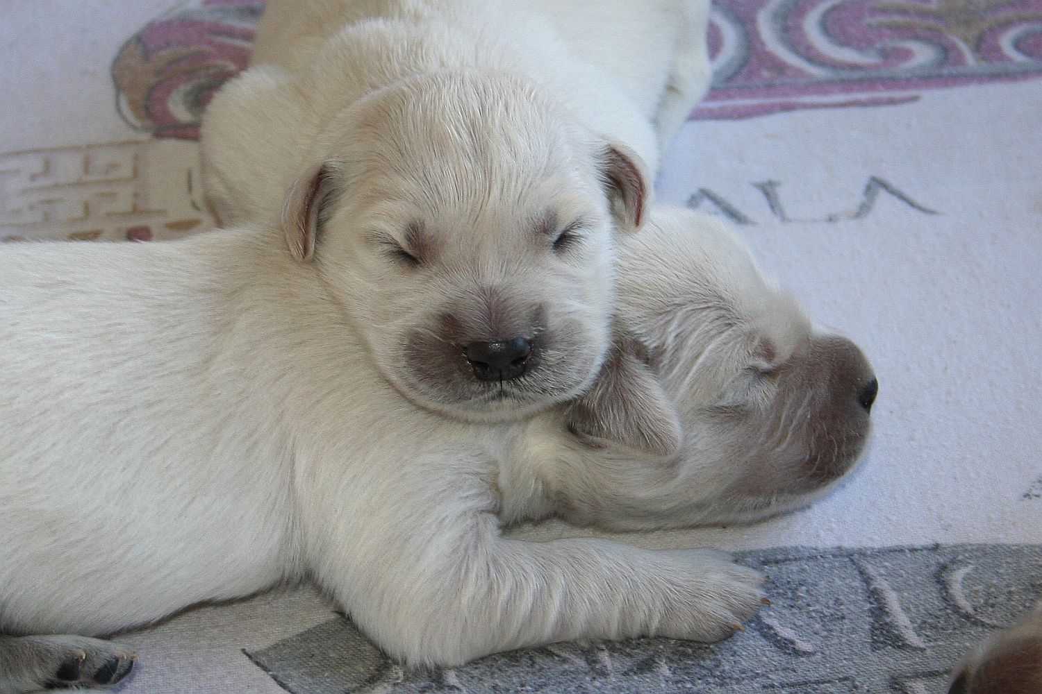 06.07.18 IMG_8518 A k