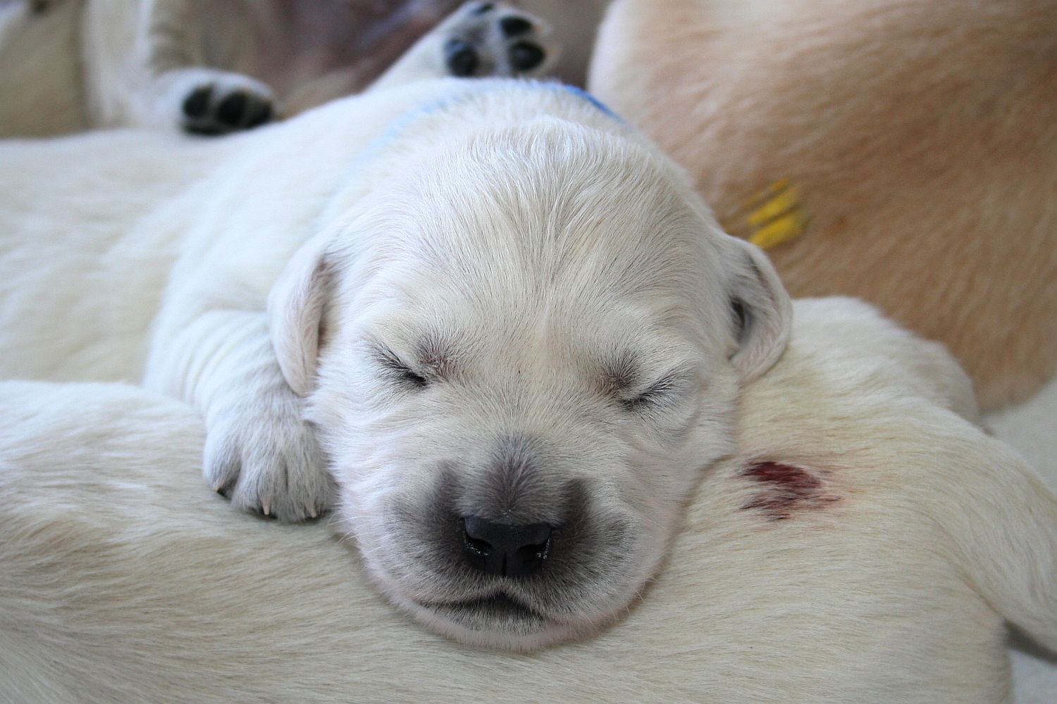 07.06.17 IMG_6105 A k