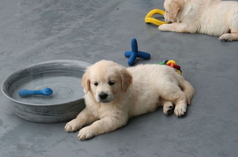 07.07.15 braun IMG_5415 A gk