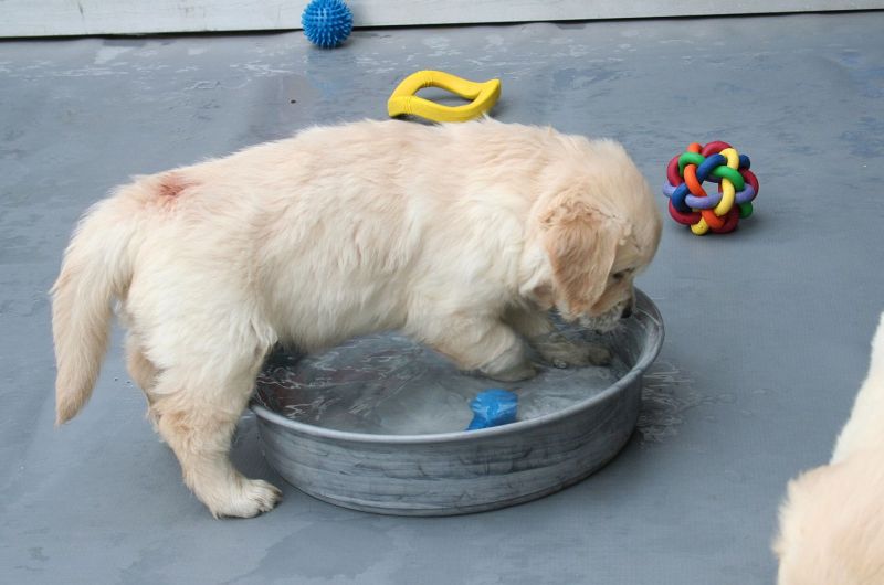 07.07.15 braun IMG_5428 A gk