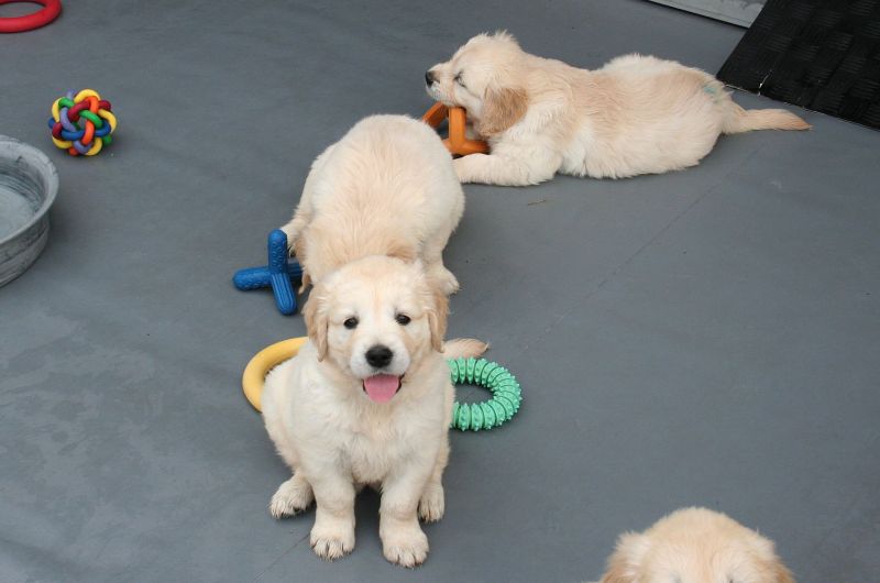 07.07.15 lila IMG_5385 A gk