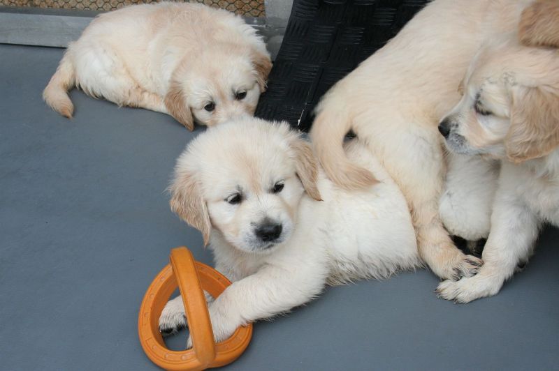 07.07.15 lila IMG_5469 A gk