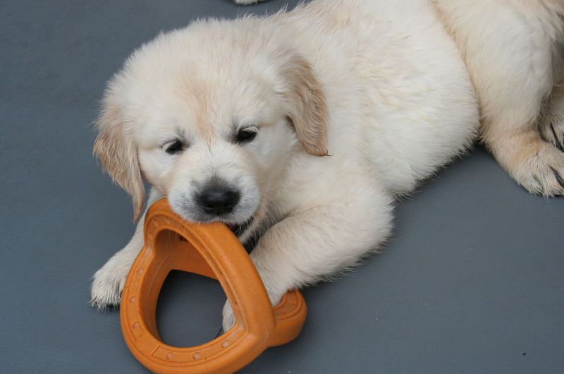 07.07.15 lila IMG_5472 A gk