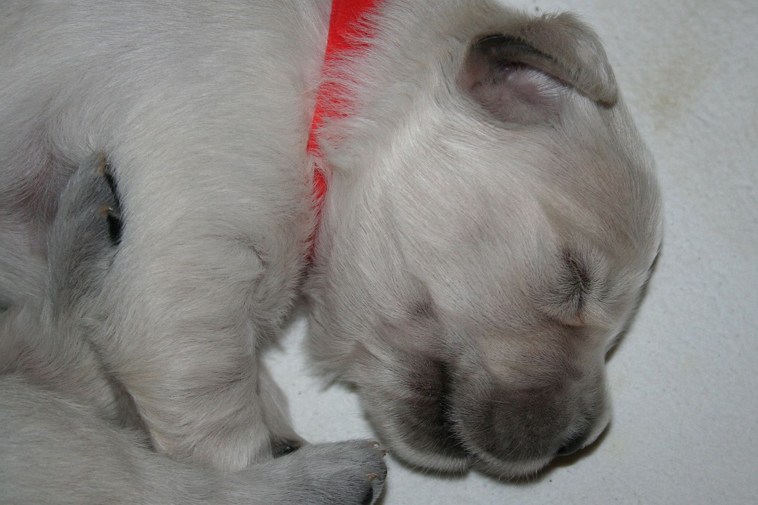 09.06.17 IMG_6159 A k