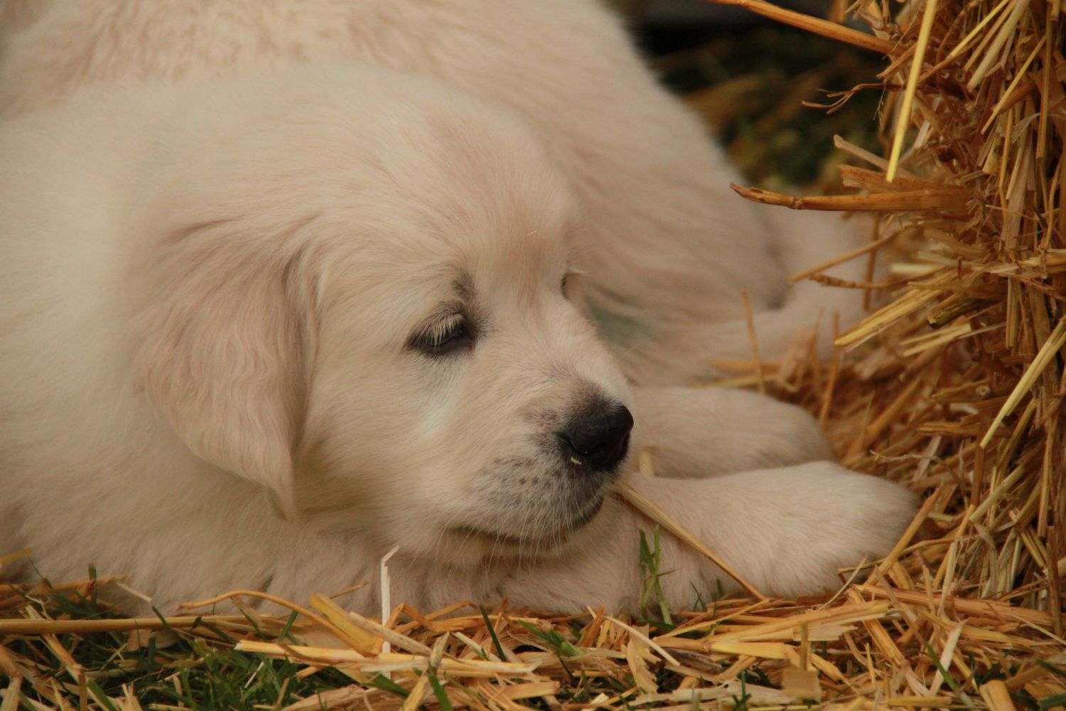 0 17.11.13 IMG_4132 k