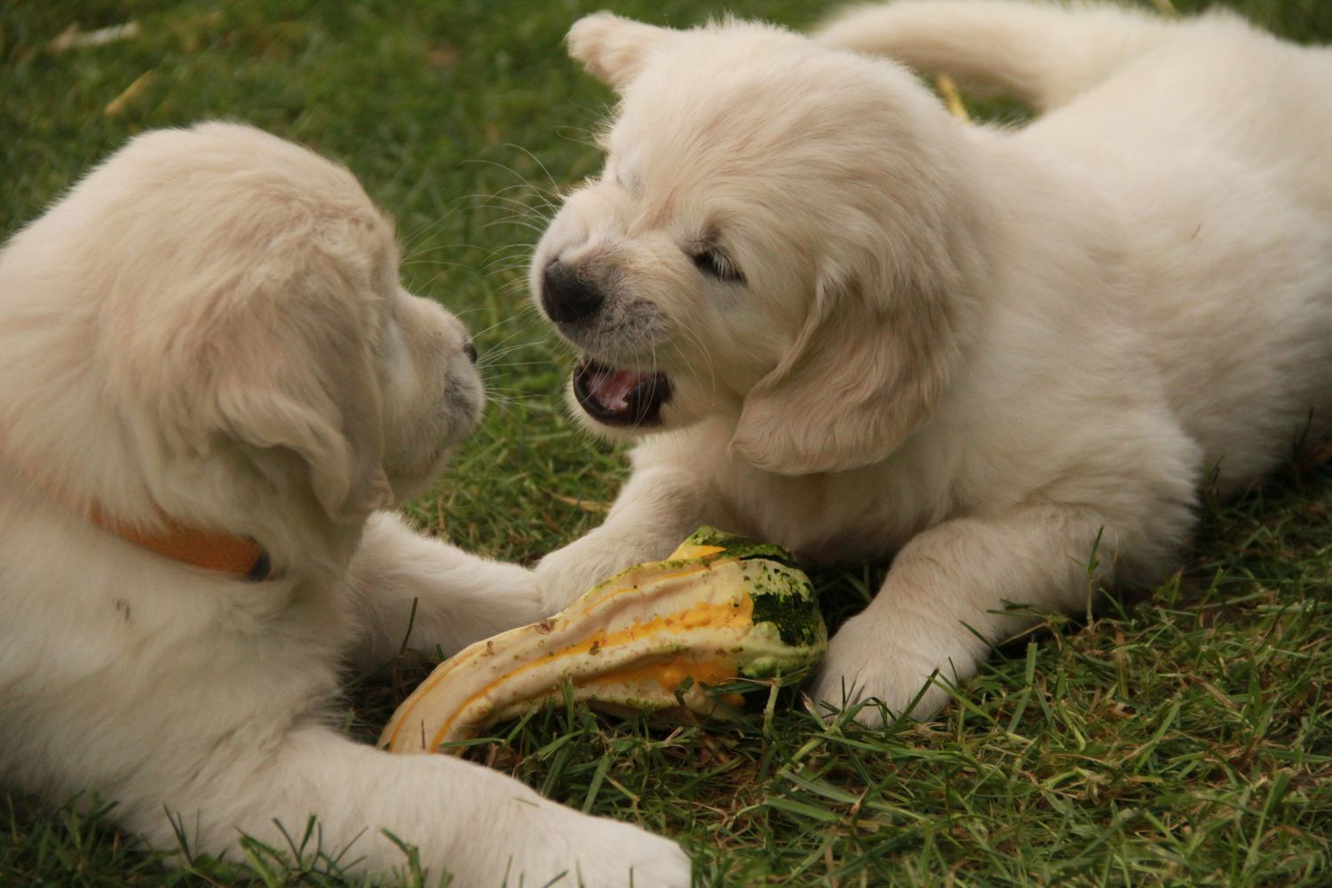 0 17.11.13 IMG_4213 k