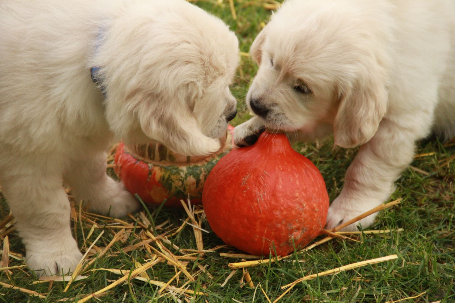 0 17.11.13 IMG_4320 k