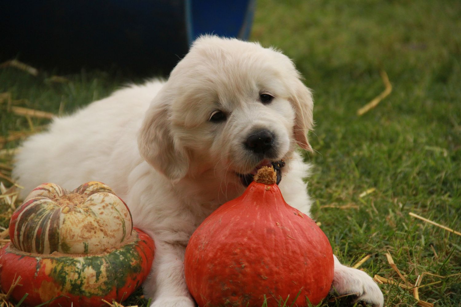 0 17.11.13 IMG_4360 k