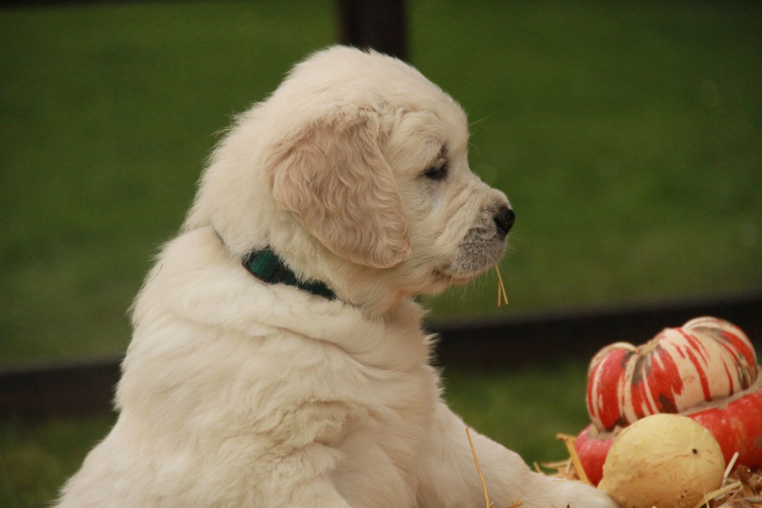 0 17.11.13 gr�n IMG_4093 k