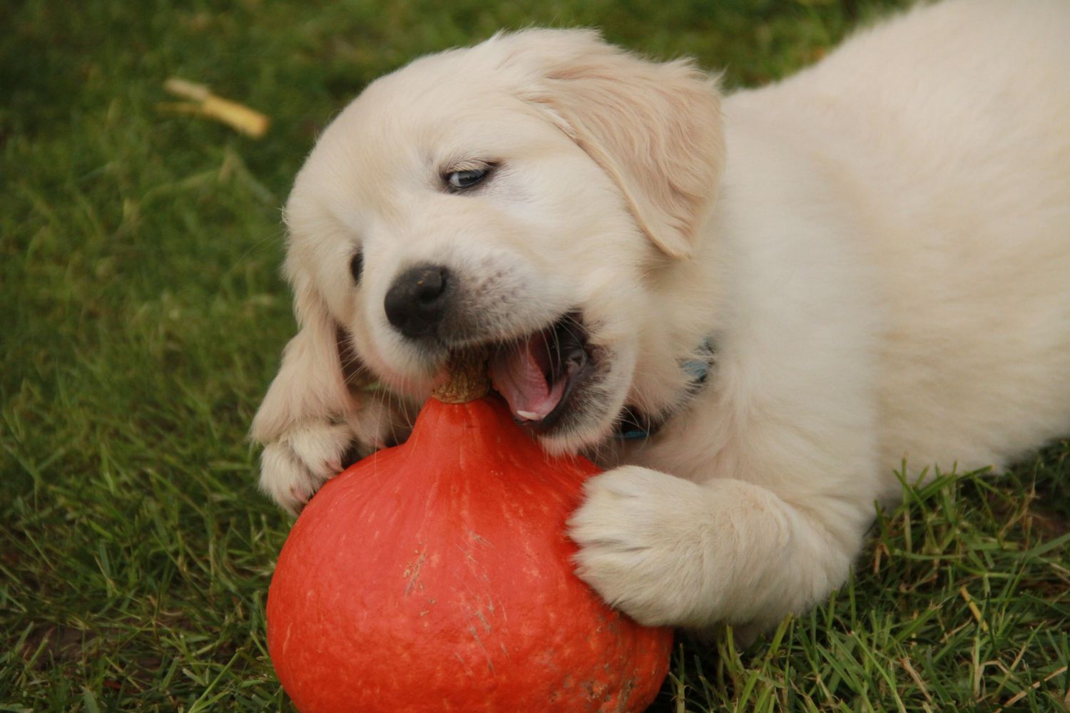 0 17.11.13 hellblau IMG_4298 k