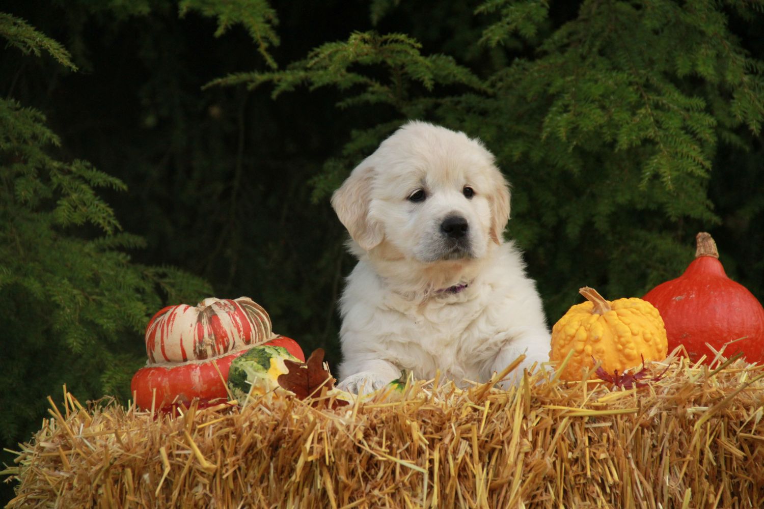 0 17.11.13 lila IMG_3917 k