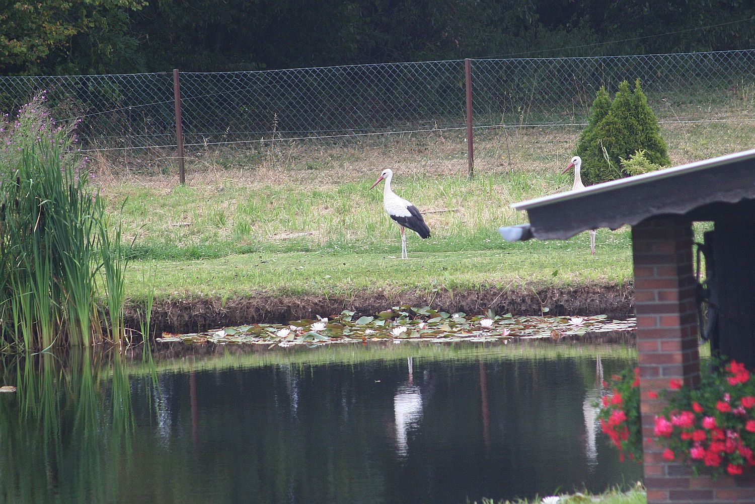 10.07.18 IMG_8556 Storch A k