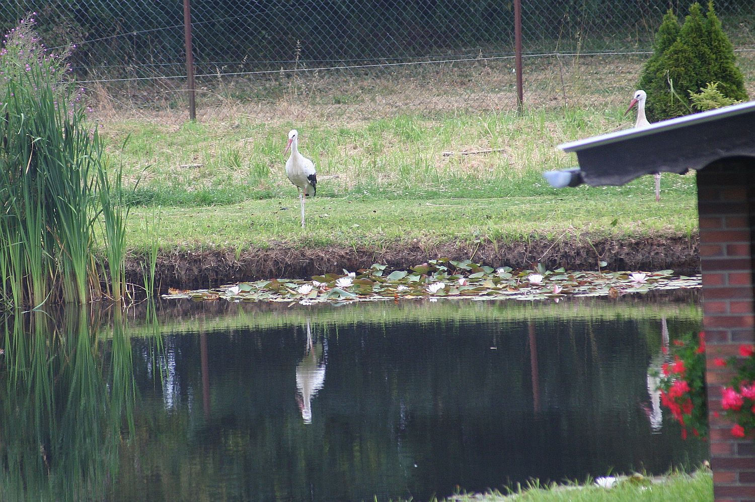 10.07.18 IMG_8559 Storch A k