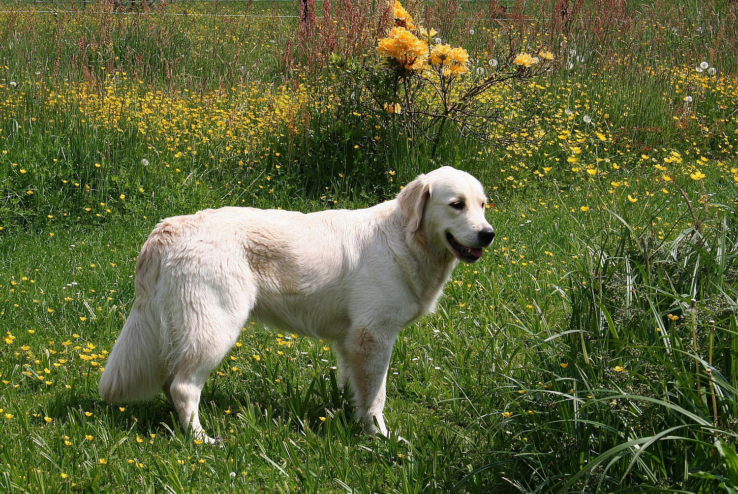 13.05.18 Yasha IMG_6888 A k