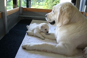 14.06.10 ML IMG_5224 k