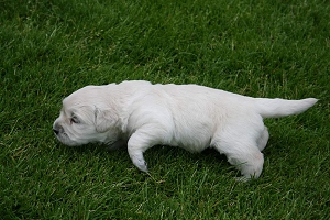 14.06.10 ML im Gras IMG_5053 k