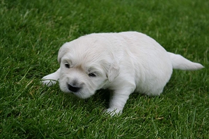 14.06.10 ML im Gras IMG_5087 k