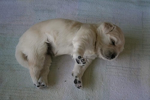 14.06.10 ML streckt sich IMG_5029 k