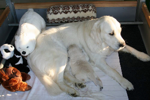 15.06.10 ML IMG_5373 k(1)