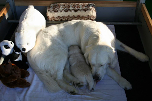 15.06.10 ML IMG_5377 k(1)