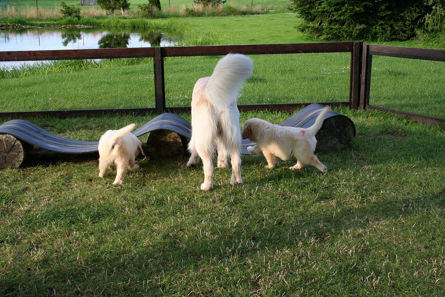 17.07.17 IMG_8868 k