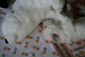 18.06.10 ML IMG_5389 k(1)