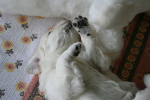 18.06.10 ML IMG_5391 k(1)