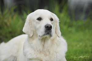 2011-dogs-maya-066 k