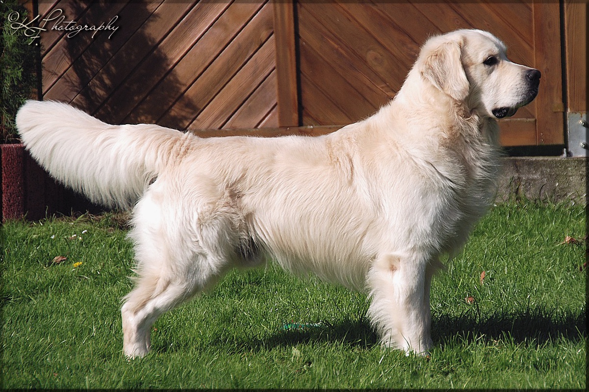 Kenai - 1,5 Jahre(1) Kenai - 1,5 Jahre(1)