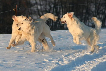 Kimmy, Maya und Kalle