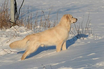 Kalle