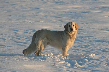 Kalle