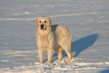 Maya